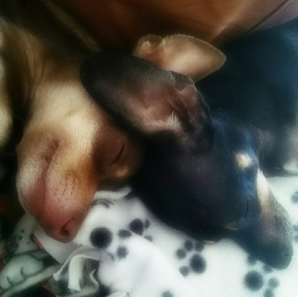 Meet your Posher, Judy - Picture 9 of 12